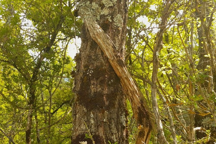 Clématite des haies sur un chêne