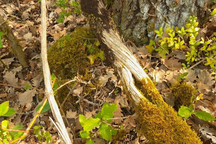 Clématite des haies