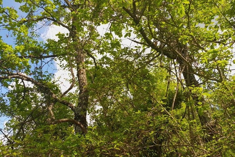 Clématite des haies dans la chênaie