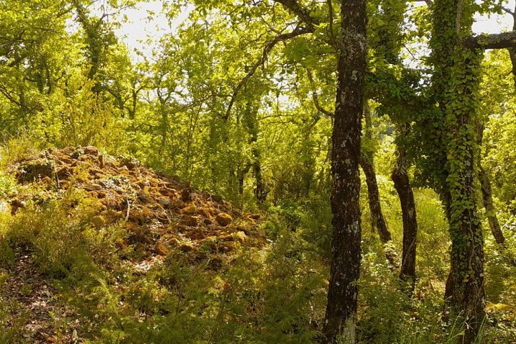 Ruines et chênaie blanche