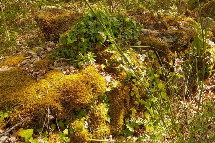Mousse, garance, lamier, lierre...