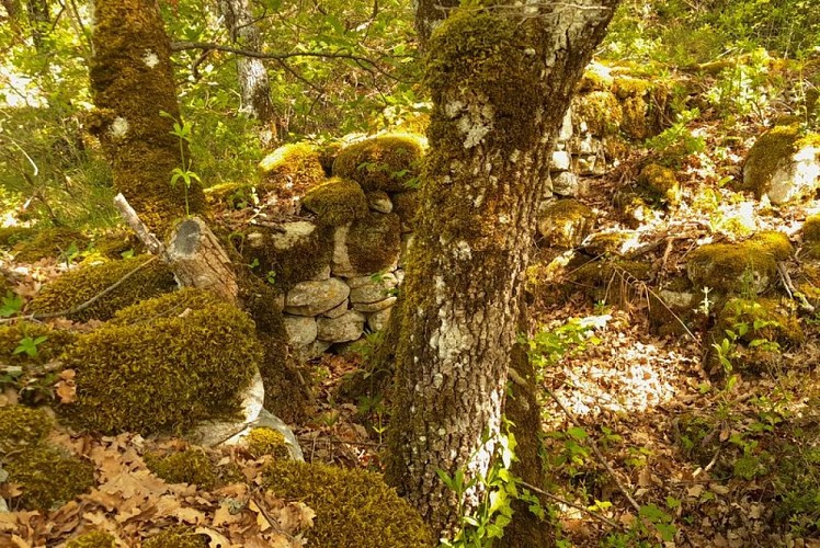 Ruines du vieux village castral d'Auribeau