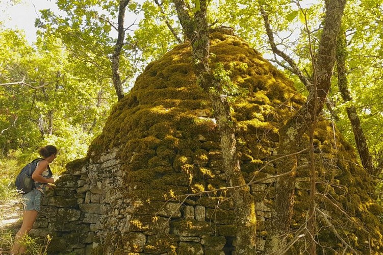 Borie recouverte de mousse