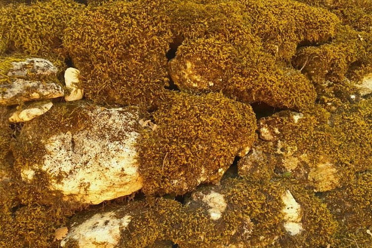 Mousse desséchée mais vivante