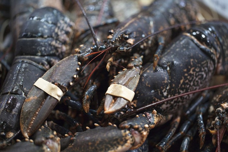 homards vivants de Bretagne au marché