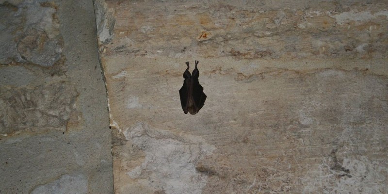 Souterrains de l'Abbaye de Jumièges 2