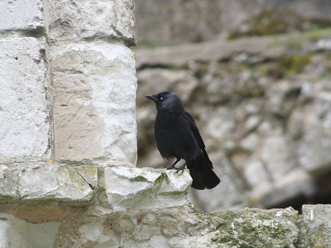 Souterrains de l'Abbaye de Jumièges - Choucas des tours