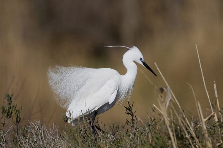 Aigrette garzette
