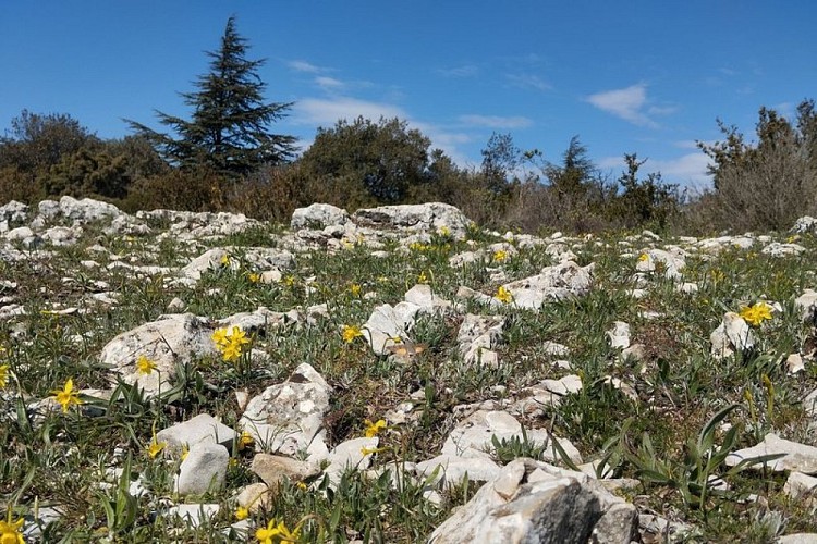 Garrigue vers les crêtes