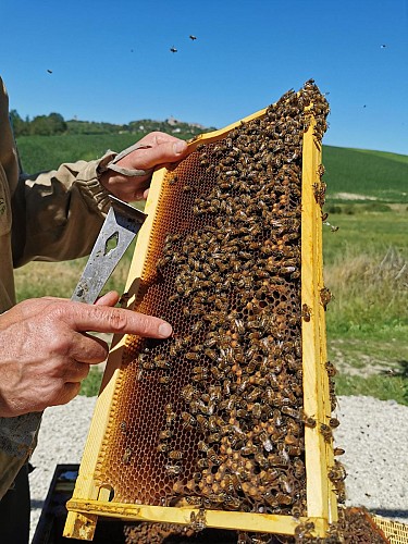 Bee au Top - Le Rucher de Fontabeille