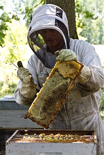 Bee au Top - Le Rucher de Fontabeille