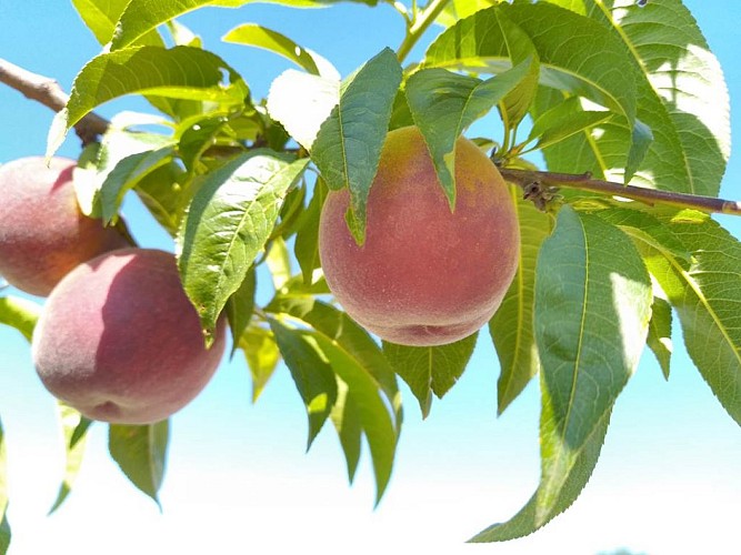 Gaec Pecharman del Boscla