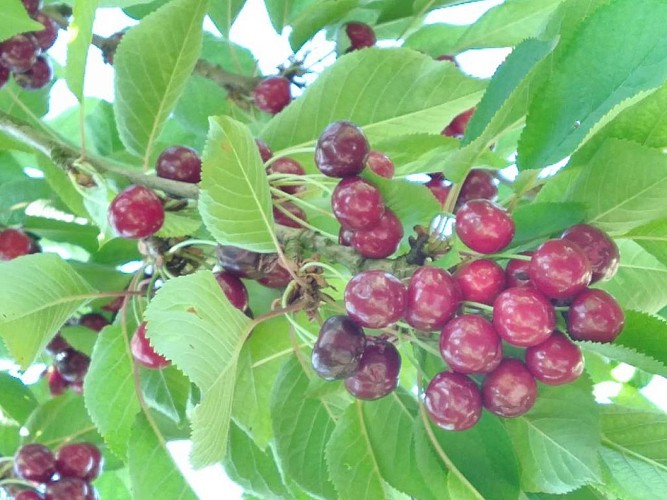 Gaec Pecharman del Boscla