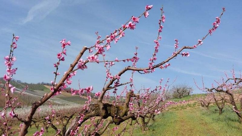 Gaec Pecharman del Boscla