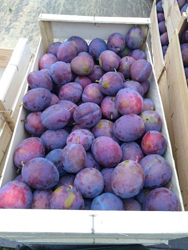 Gaec Pecharman del Boscla