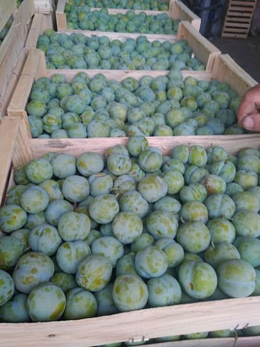 Gaec Pecharman del Boscla