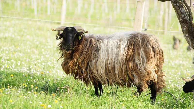 Vignoble Kévin Barbet