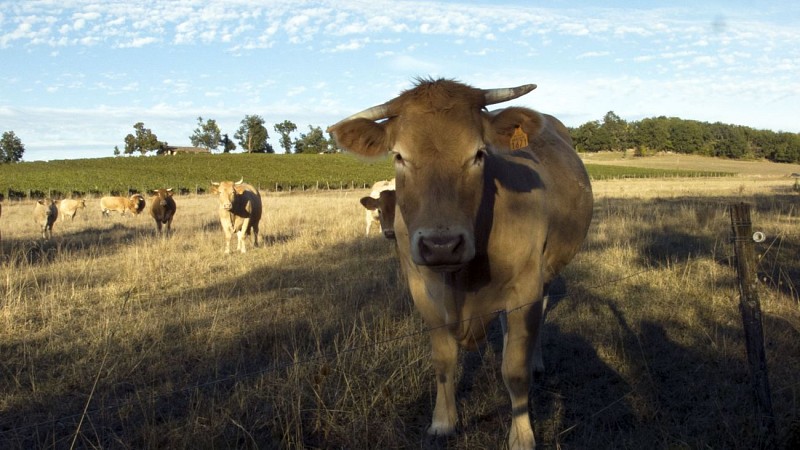 Vignoble Kévin Barbet
