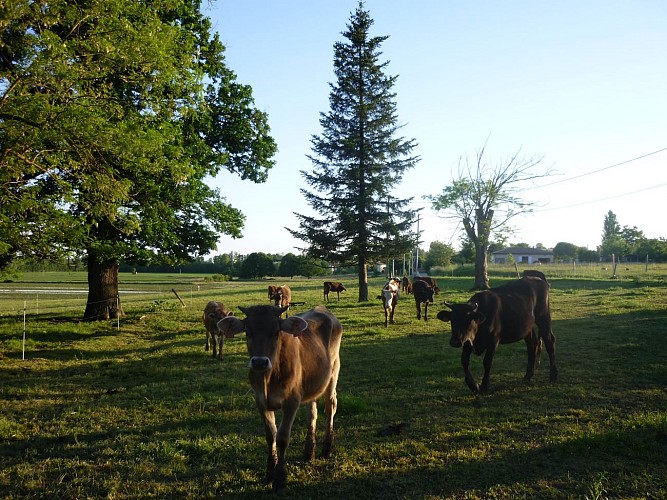 Gîte La Ptite Ferme