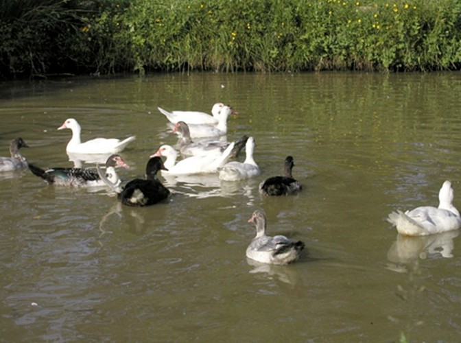 Ferme de la Souleille