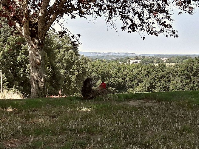 En la granja, en Marguerite