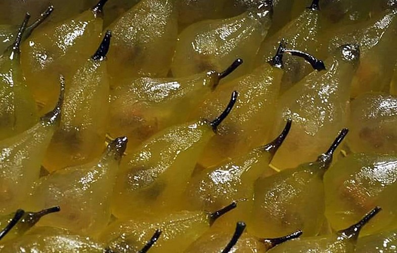 GAEC l'Etoile du Berger