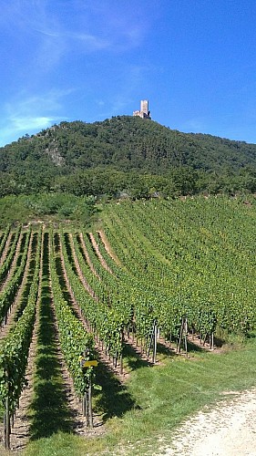 Vue sur le Château de l'Ortenbourg depuis les vignobles alsaciens.