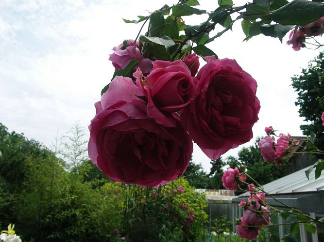 Garden from Pierrette