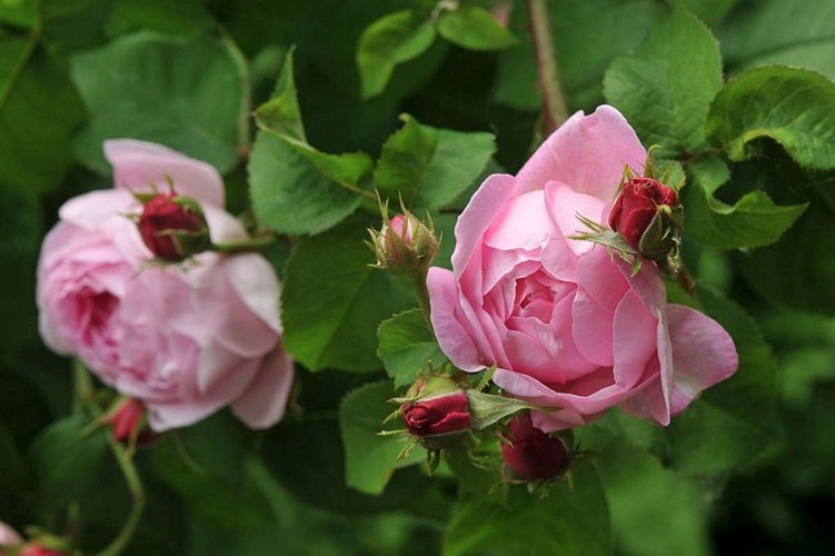 Le jardin de Pierrette