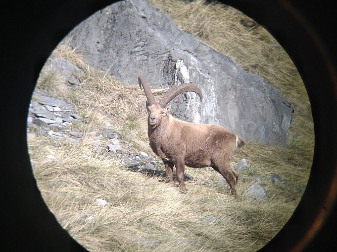 Vincent Anglaret - Berggids