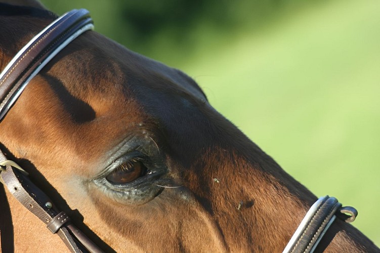 527014_335885939831593_1445357438_n