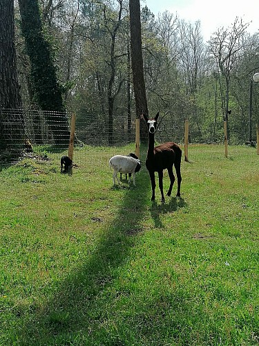 Des animaux au coeur du camping.