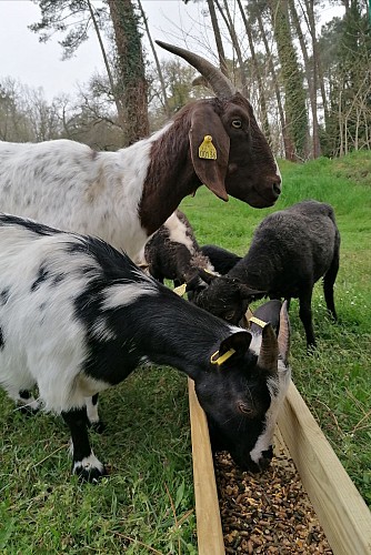 Des animaux au coeur du camping.