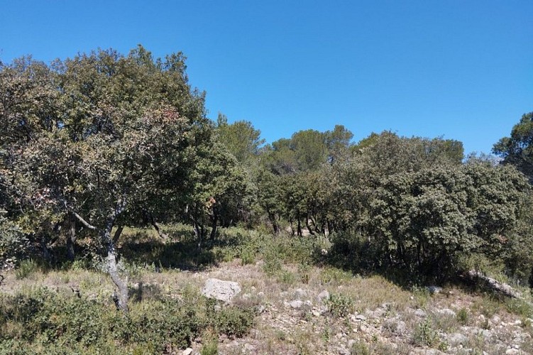 Chênaie verte peu dense