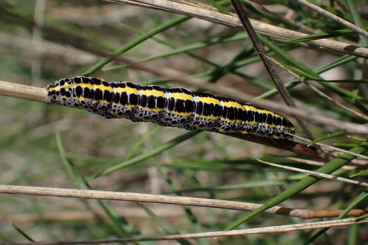 Chenille de Calophasia