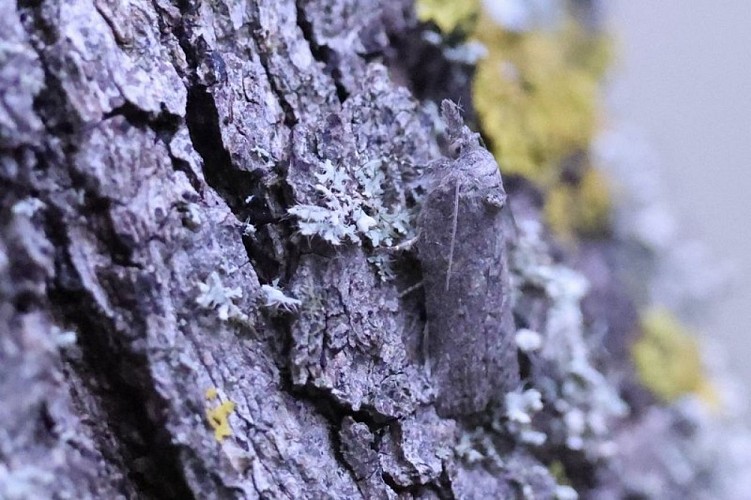 Nyctéole du Chêne-liège