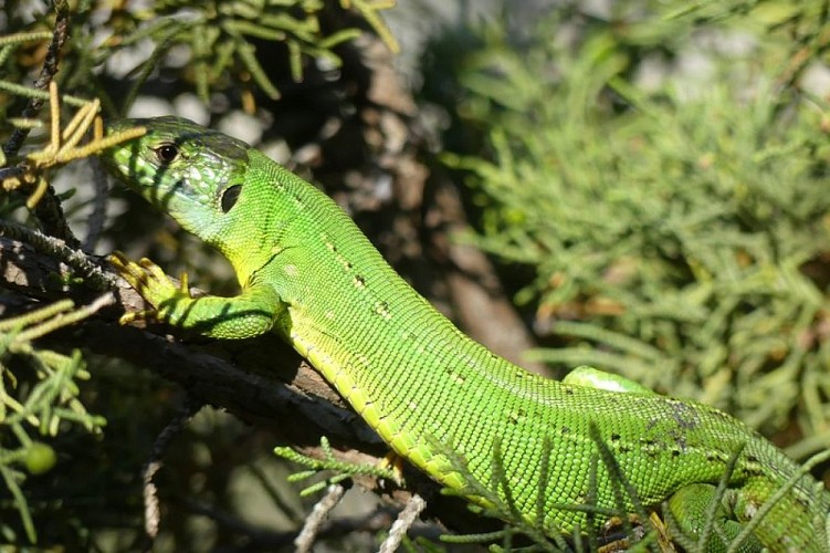 Lézard vert