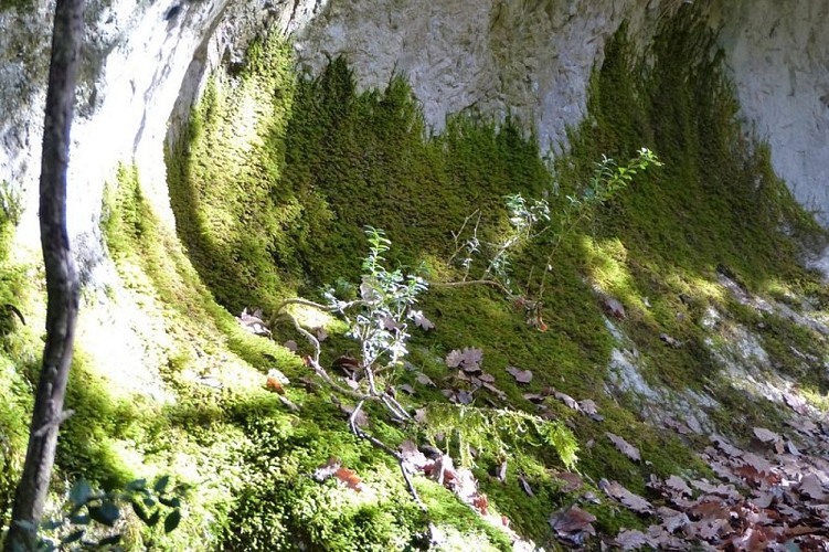 Pied de parois et ses mousses