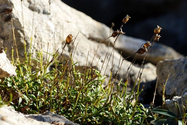 Silène saxifrage