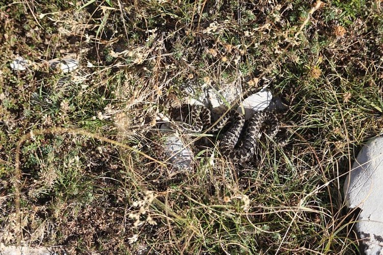 Vipère d'Orsini de Lure