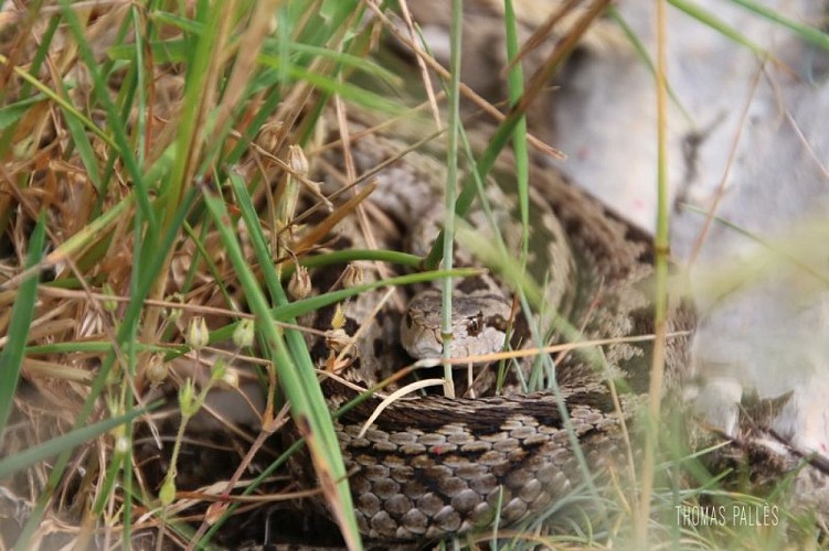 Vipère d'Orsini de Lure