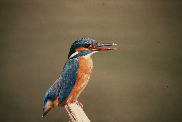 Naturreservat Marais de Lavours, ENS des Departements Ain