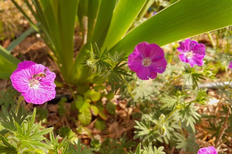 Auribeau, village fleuri