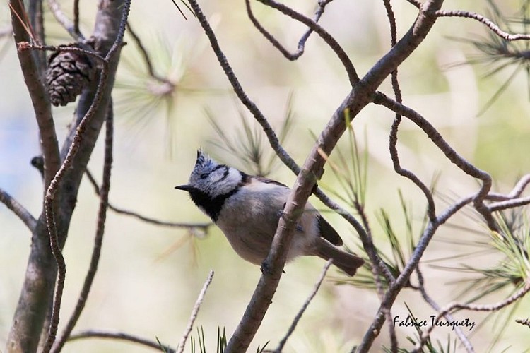 Mésange huppée