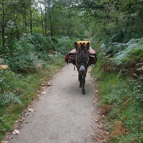 Asinerie du Bois Gamats