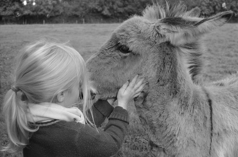 Asinerie du Bois Gamats