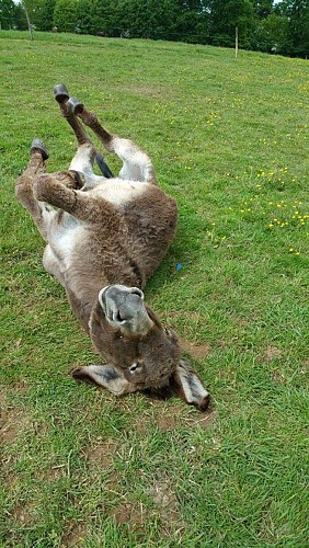 Asinerie du Bois Gamats