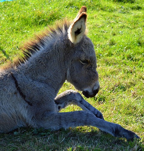 Asinerie du Bois Gamats