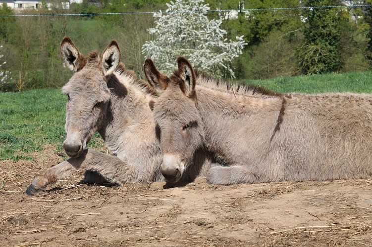 Asinerie du Bois Gamats