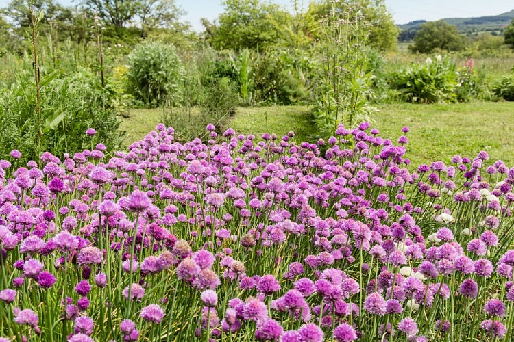 Jardin